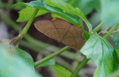 Eumelea rosalia