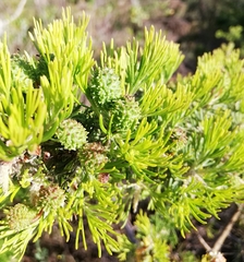 Grevillea crithmifolia