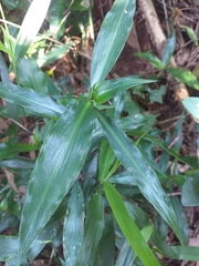 Coleotrype natalensis