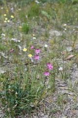 Thelymitra × irregularis