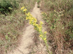 Solidago decurrens