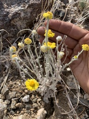 Baileya pleniradiata