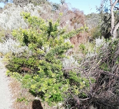 Grevillea crithmifolia