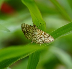 Haritalodes derogata