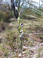 Thelymitra grandiflora