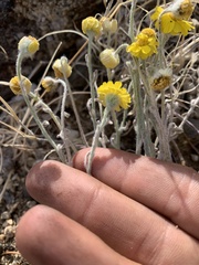 Baileya pleniradiata