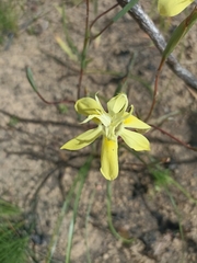 Moraea bituminosa
