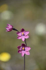 Thelymitra × irregularis
