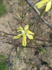 Moraea bituminosa