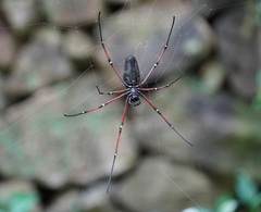 Nephila kuhli
