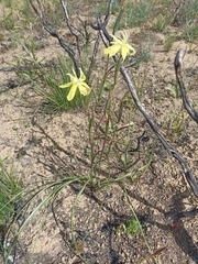 Moraea bituminosa