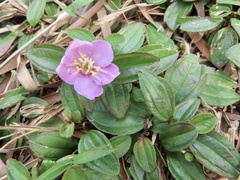 Melastoma dodecandrum