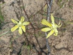 Moraea bituminosa
