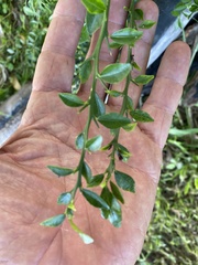 Citrus australasica