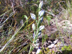 Thelymitra grandiflora