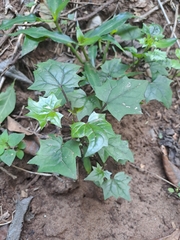 Senecioninae