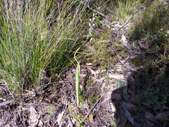 Thelymitra grandiflora