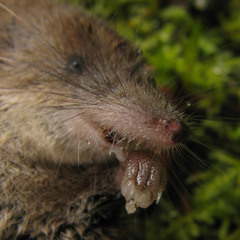Sorex vagrans
