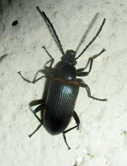 Praeugenini