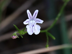 Nemesia diffusa