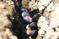 Brachidontes rostratus