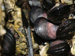 Brachidontes rostratus