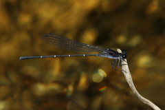 Argia tezpi
