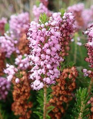 Erica vagans