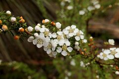 Leptospermum continentale