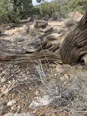 Chrysothamnus depressus
