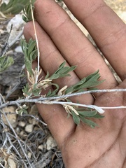 Chrysothamnus depressus