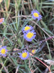 Symphyotrichum divaricatum