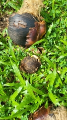 Borassus flabellifer