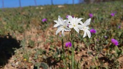 Leucocoryne talinensis