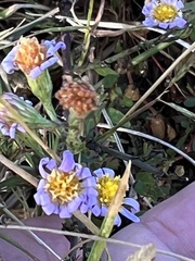 Symphyotrichum divaricatum