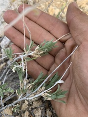 Chrysothamnus depressus