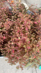 Iresine diffusa herbstii