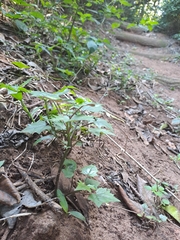 Senecioninae