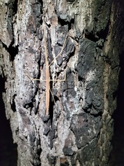 Pseudosermyle strigata