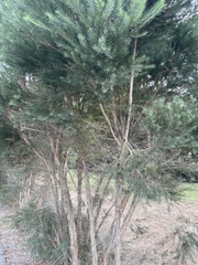 Melaleuca alternifolia