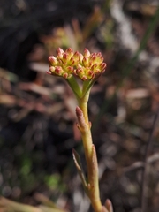Crassula cymosa