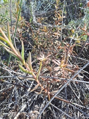 Crassula cymosa
