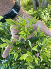 Backhousia myrtifolia