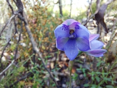 Thelymitra juncifolia