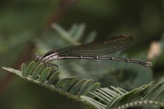 Argia tezpi