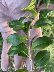 Backhousia myrtifolia