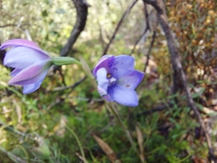 Thelymitra juncifolia
