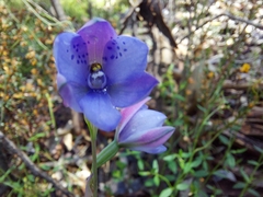 Thelymitra juncifolia