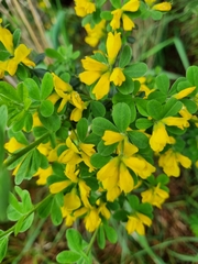 Genista
