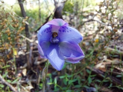 Thelymitra juncifolia